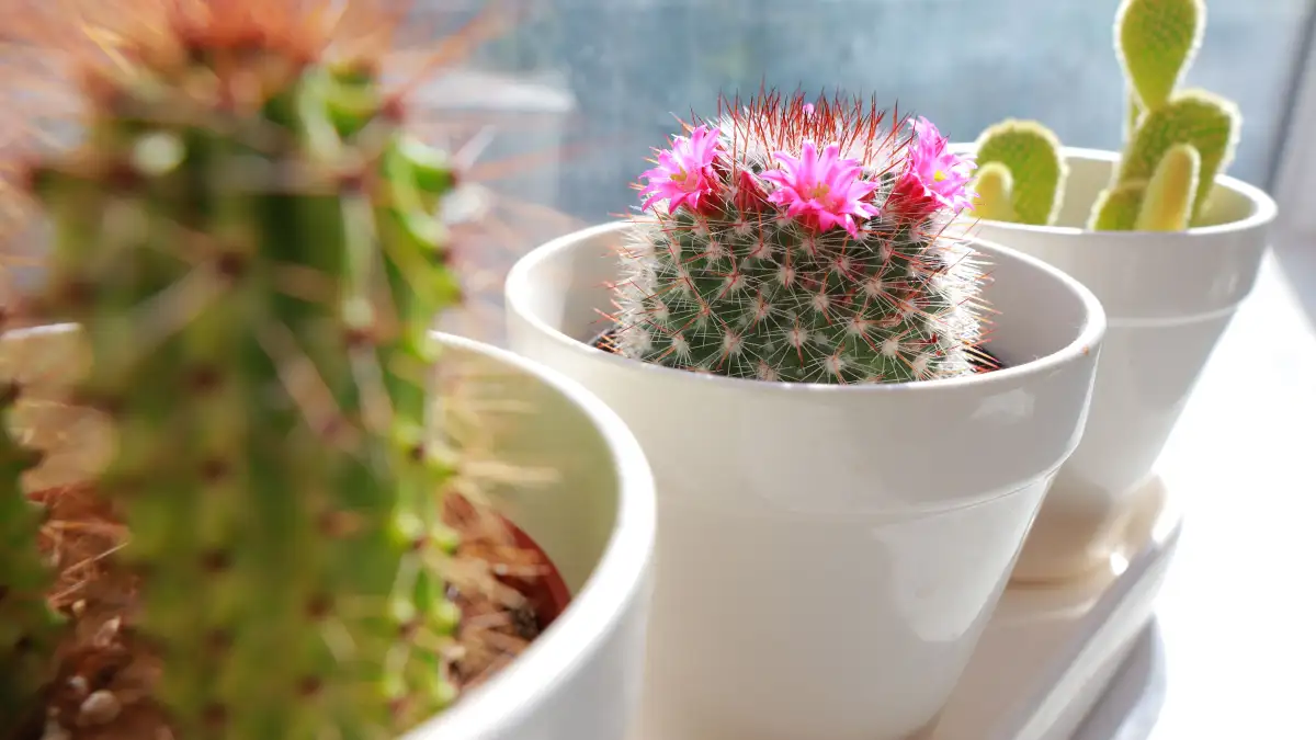 Why a Bathroom Windowsill Beats the Living Room Shelf