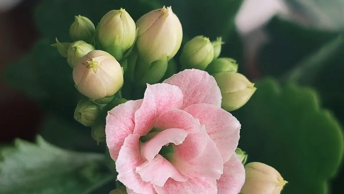 Don't Blame Light Hours for Pale Leaves and Missing Buds