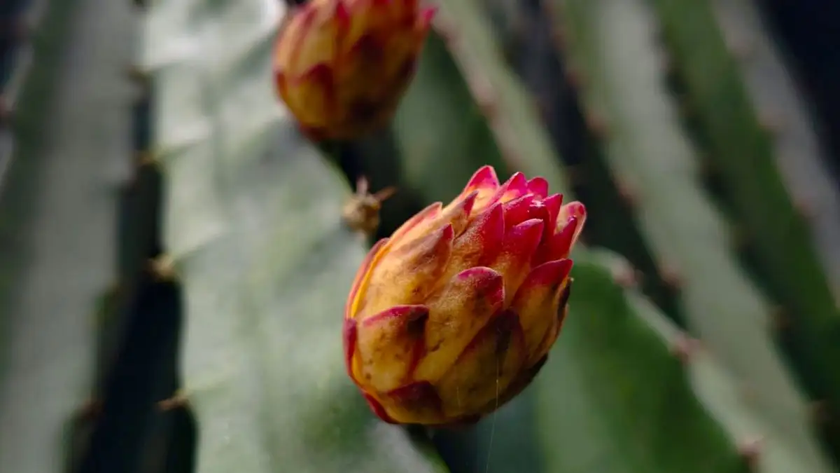 The Bud Drop Mistake That Costs You Christmas Cactus Blooms
