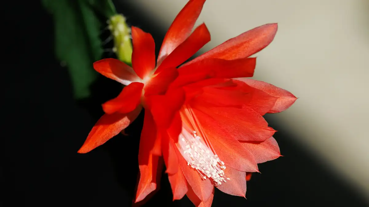 Christmas Cactus Care That Brings It Back into Bloom