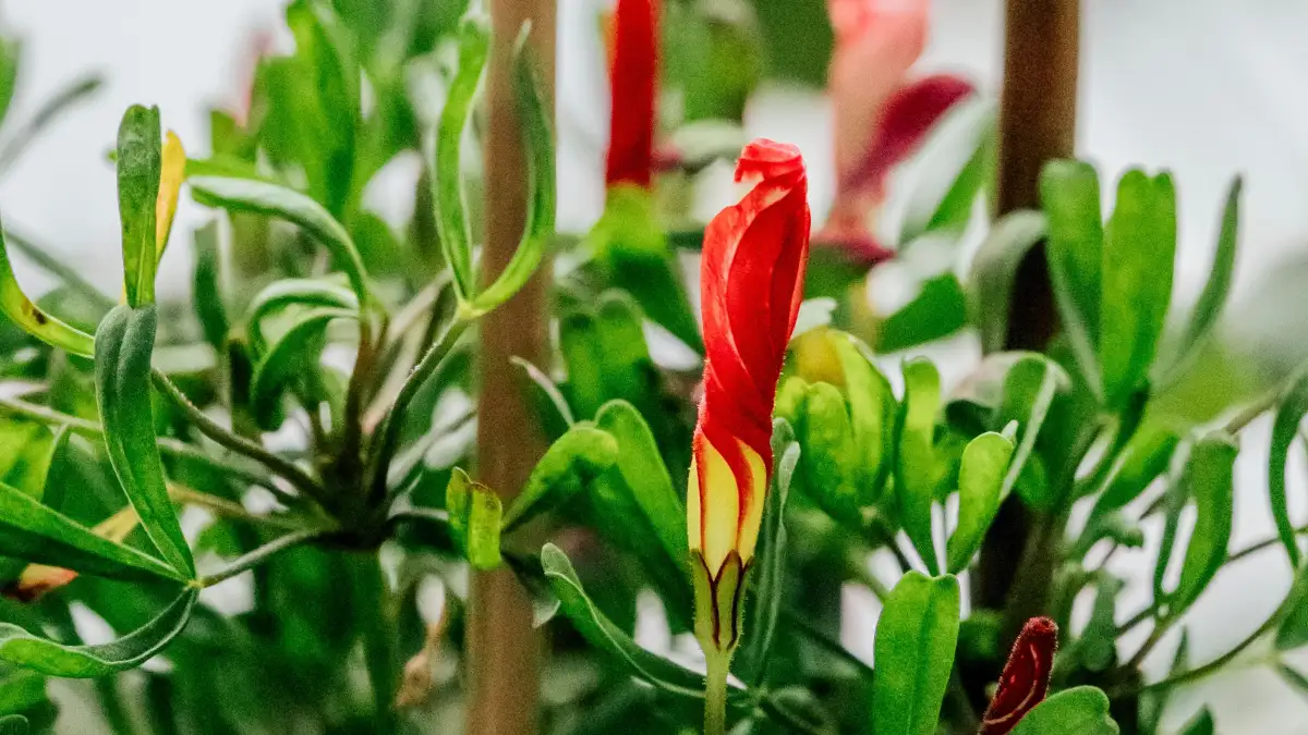 The Cold Window Pane Is Why Your Flower Buds Fall Off