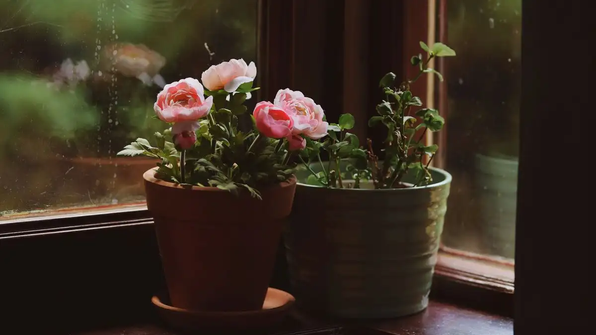 A Cool Night by the North Window Can Restart Blooming
