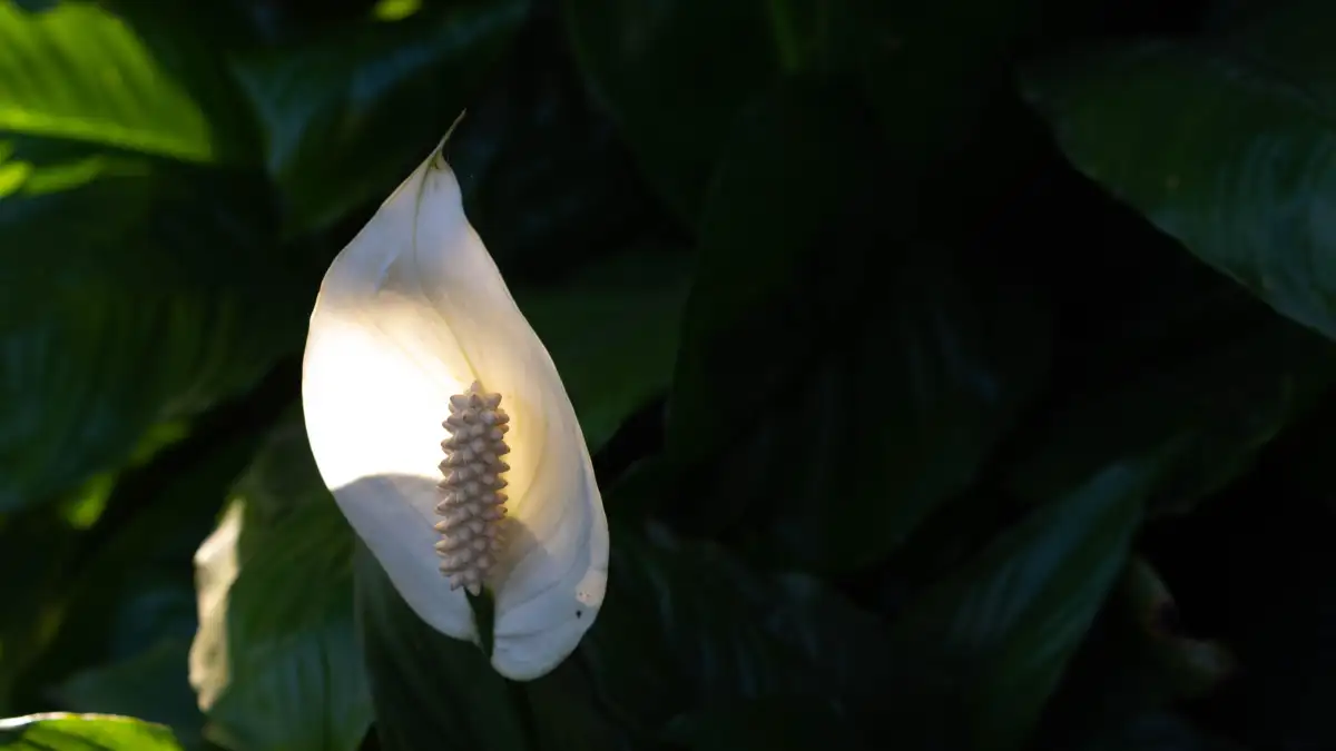 Your Drooping Peace Lily Might Be Overwatered, Not Thirsty