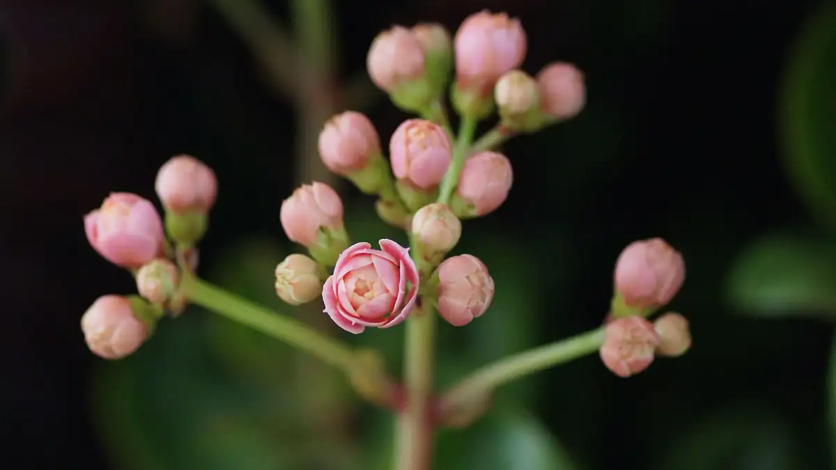 Is Dry Air Blasting Your Houseplant Buds Before They Open?