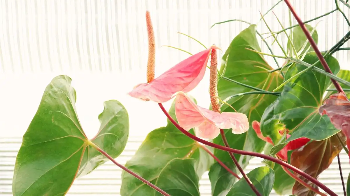 Fertilizer Burn or Nutrient Deficiency? How to Tell