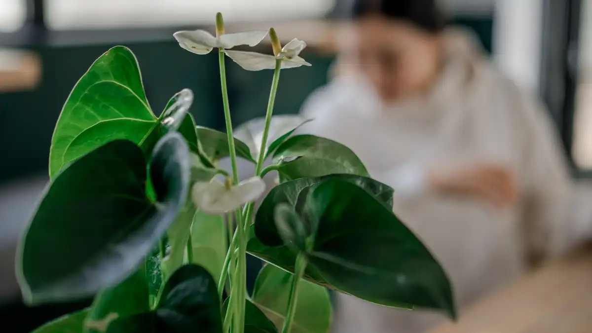 Is Your Flowering Houseplant Thirsty or Actually Drowning?