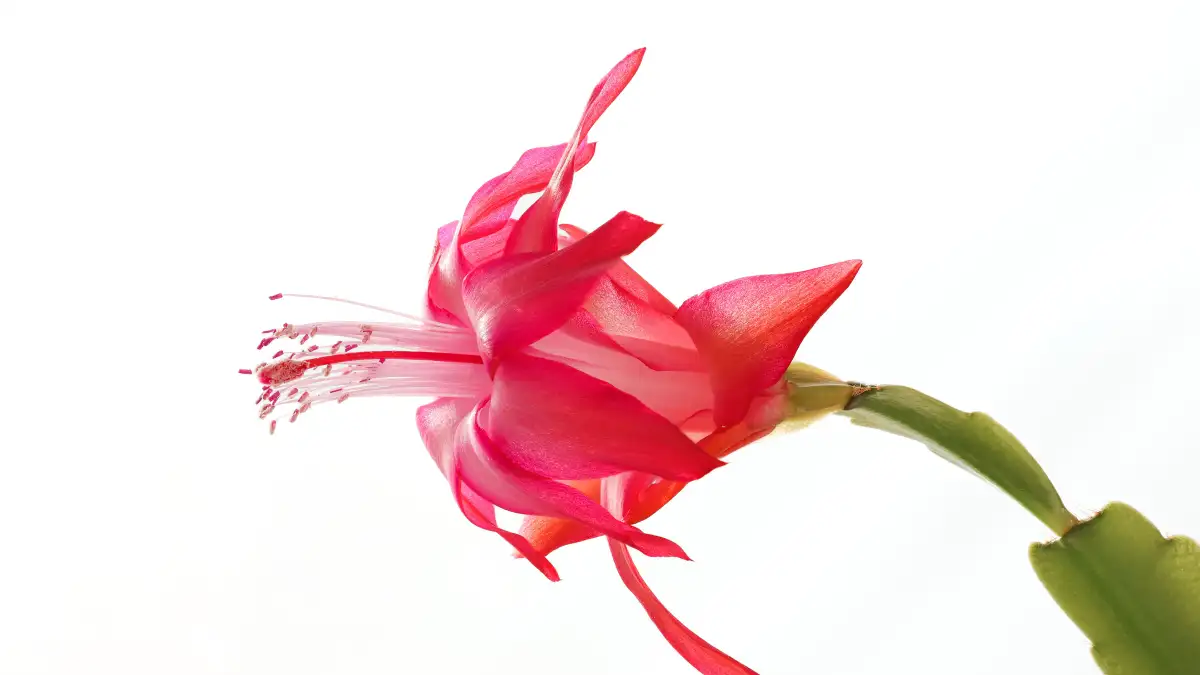 Give Thanksgiving Cactus a Cool Rest Period After Bloom