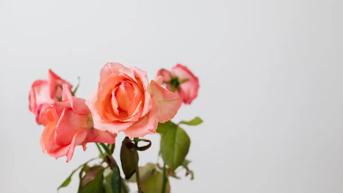 That Gray Fuzz on Your Flowers Is a Humidity Warning