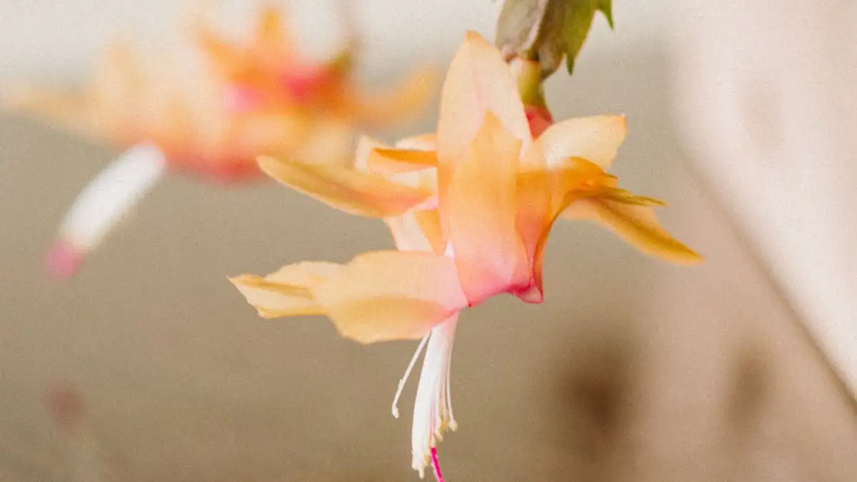 Is Your Holiday Cactus a Thanksgiving or Christmas Type?