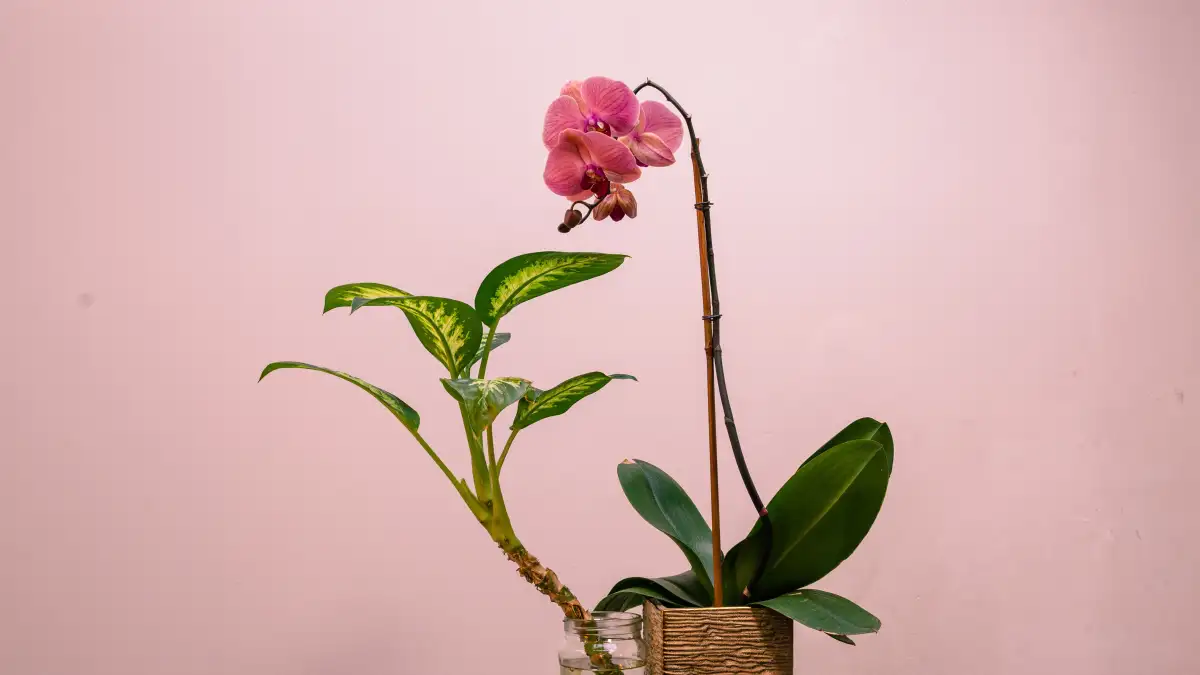 Why the Ice Cube Method Fails Your Phalaenopsis Roots