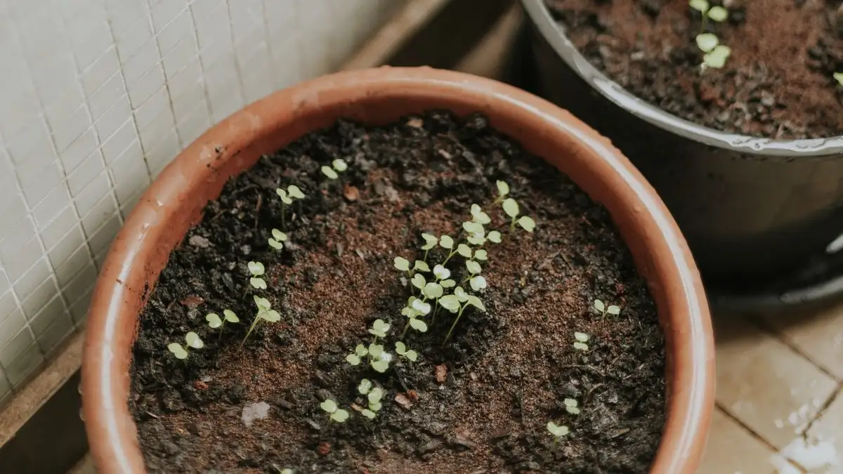 The Mealybugs You Can't See Are Living in the Potting Mix