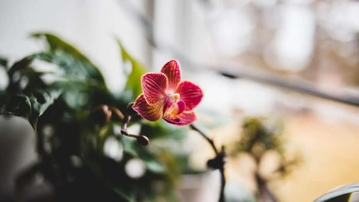 A North Window Can Still Bloom Flowering Houseplants