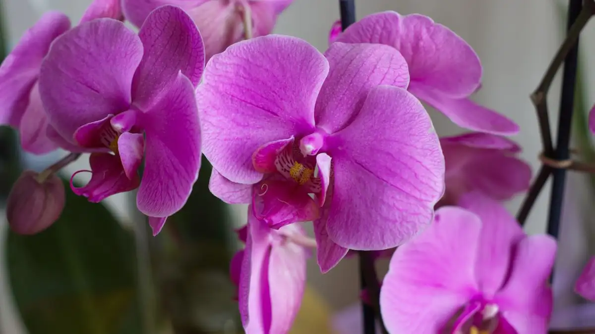 Your Orchid Doesn't Need Repotting on a Two-Year Schedule