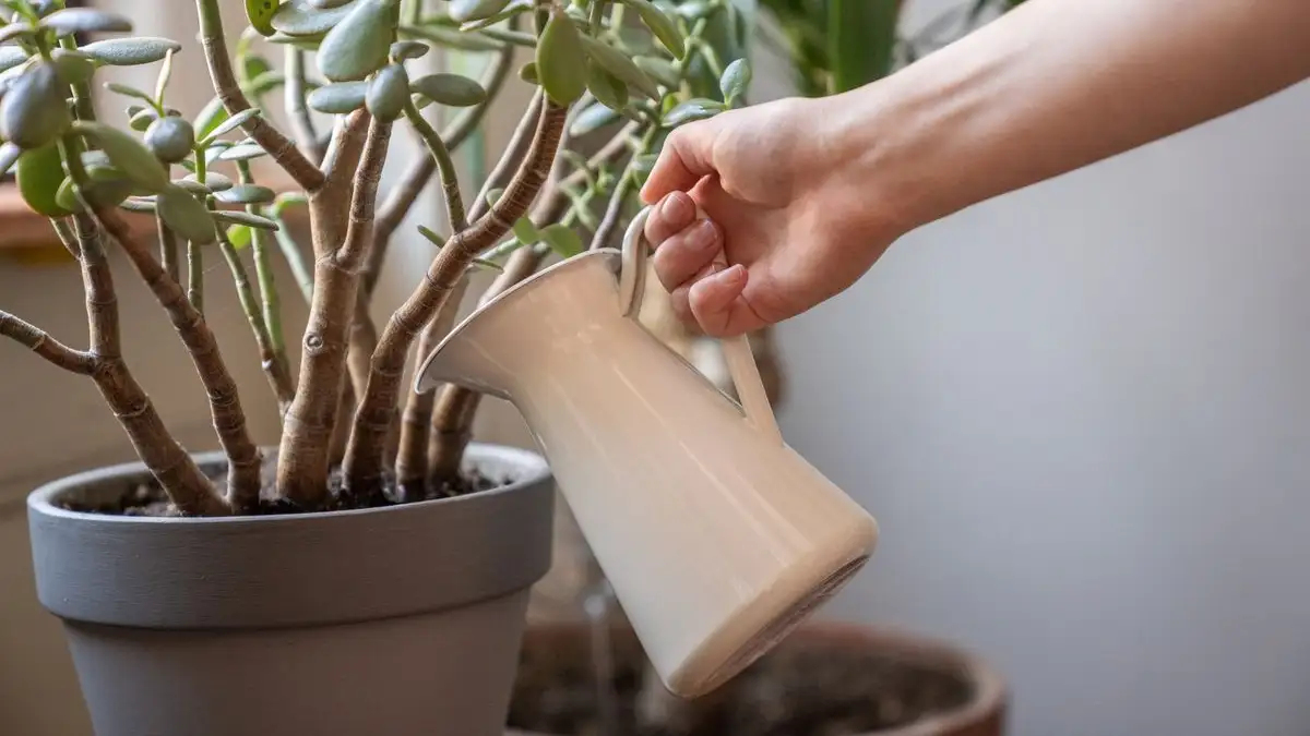 Why the Overnight Water Jug Habit Rarely Helps Houseplants