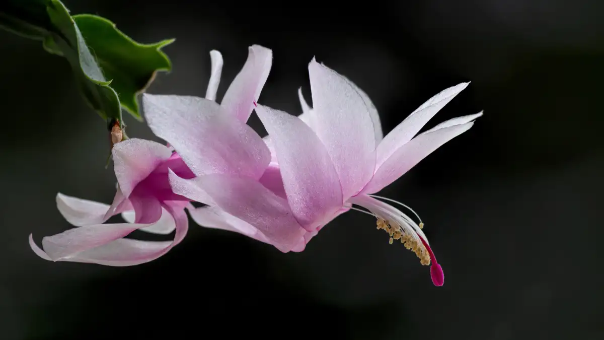 Overwatering a Thanksgiving Cactus Is Slow Root Rot