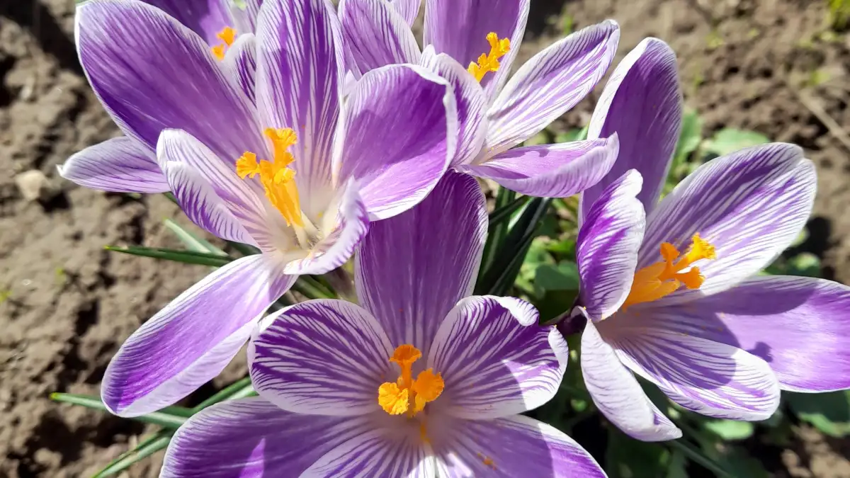 Pet-Safe Bloomers That Flower Again After a Rest Period