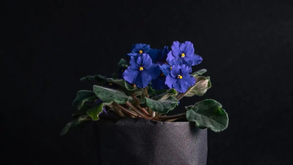 Repot African Violets One Size Up, and Not a Size More