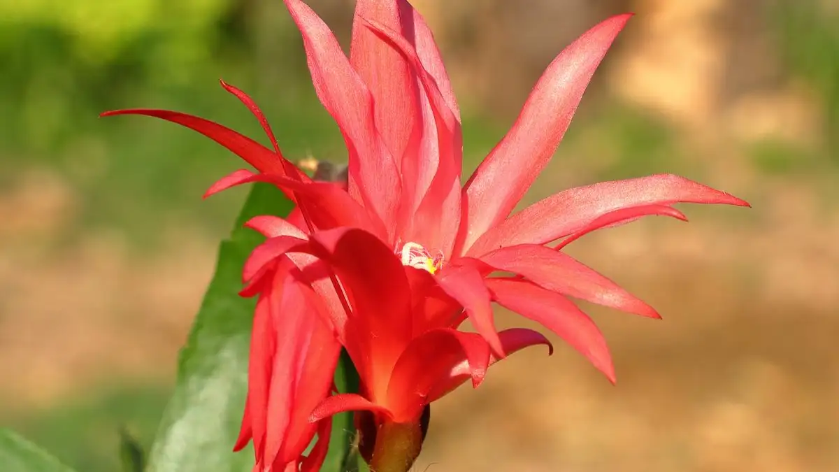 Repot a Thanksgiving Cactus After Bloom, Not Before