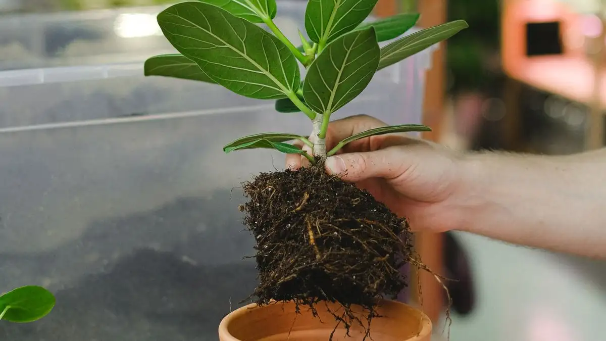 Repot at the Wrong Time and You'll Wait a Year for Blooms