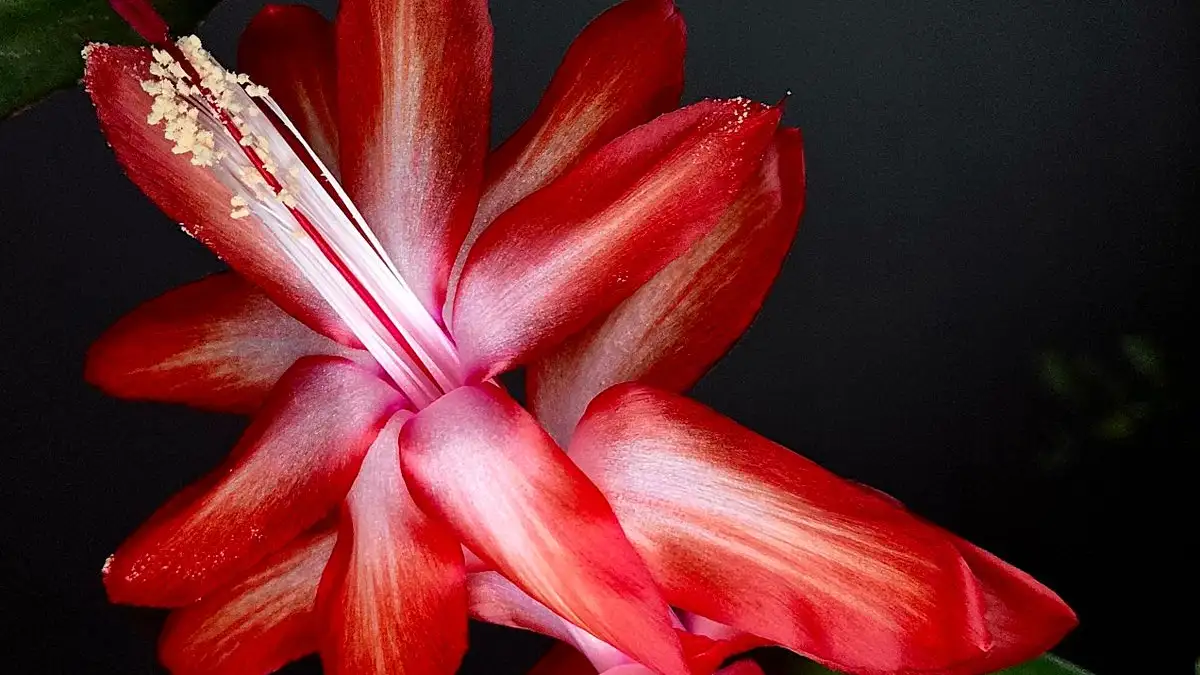 The 6-Week Dark Period That Triggers Christmas Cactus Blooms