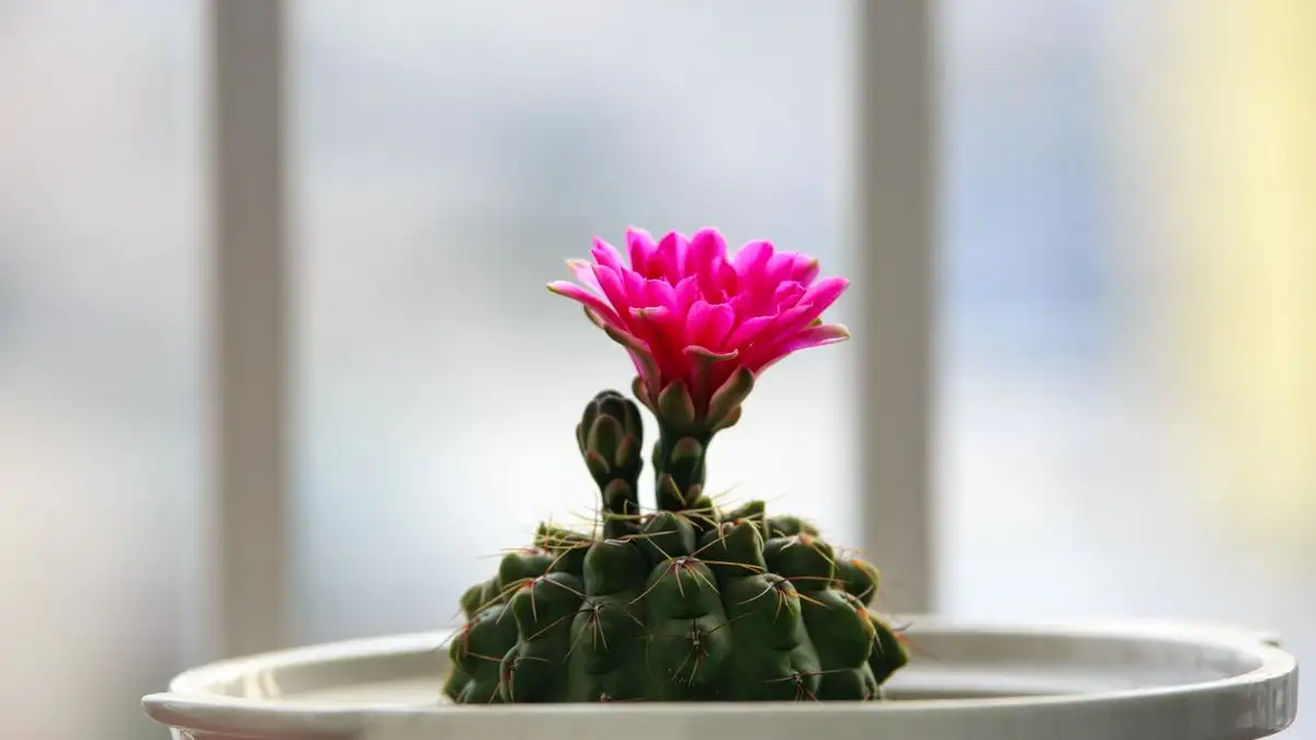 Six Weeks of Long Nights Can Bring Your Cactus Back to Bloom