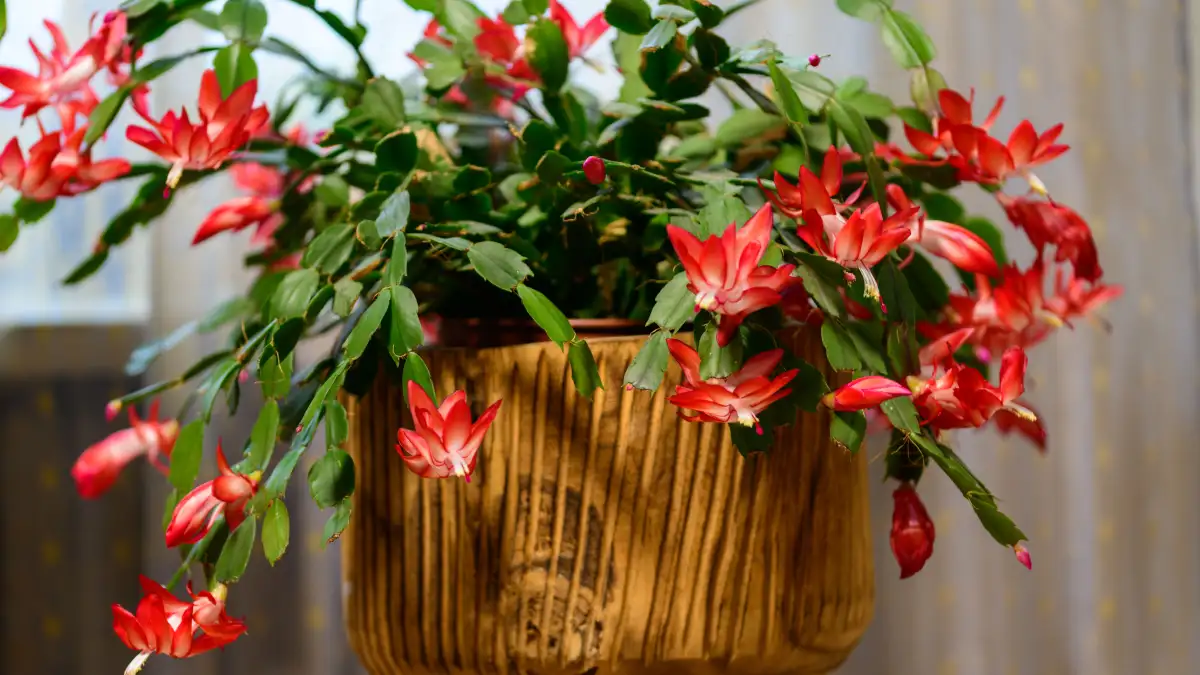 Stop Watering Christmas Cactus on a Fixed Schedule