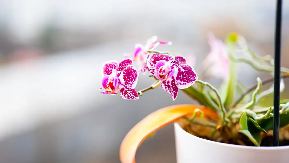 The Temperature Drop Mistake That Stops Phalaenopsis Spikes