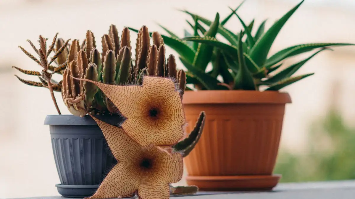Terracotta vs Plastic: Which Pot Dries Out Your Plant First?