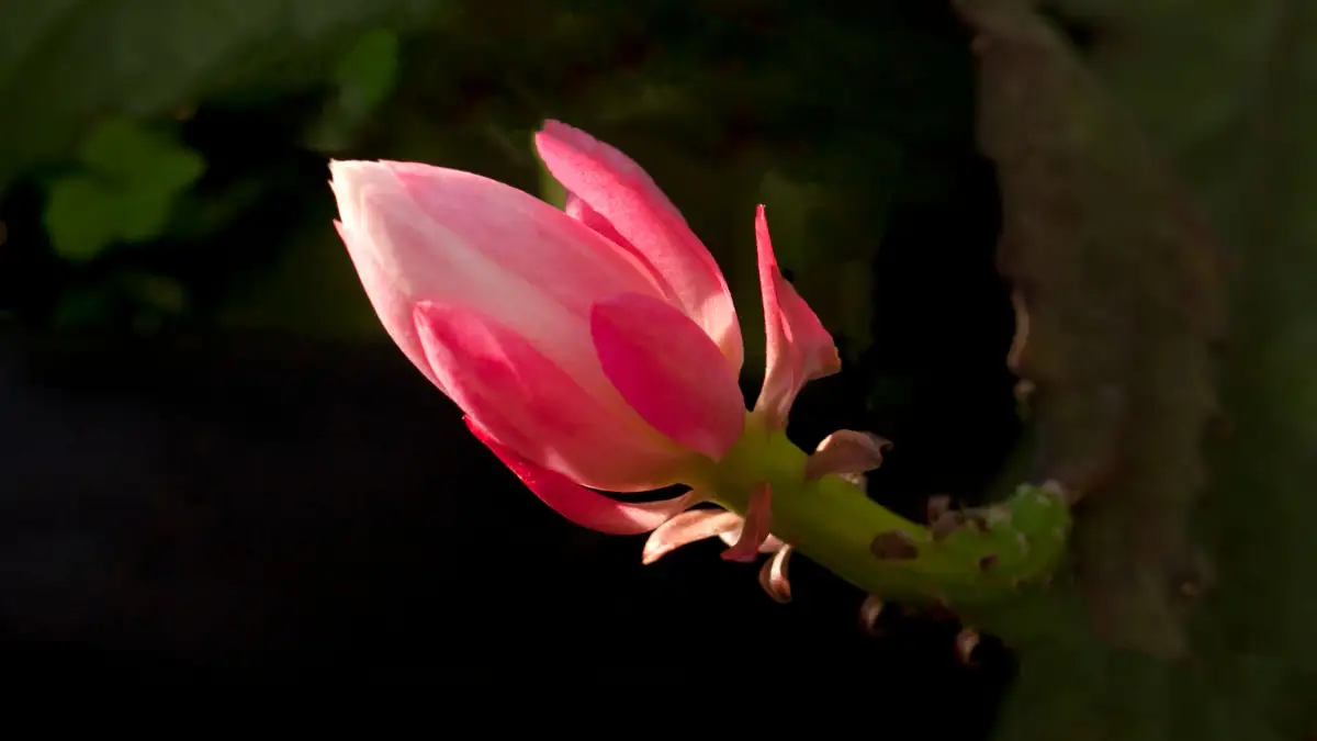 A Thanksgiving Cactus Drops Buds When One Thing Changes