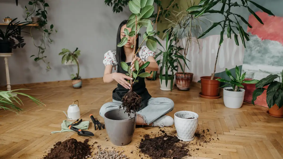 Wait to Fertilize After Repotting Flowering Houseplants
