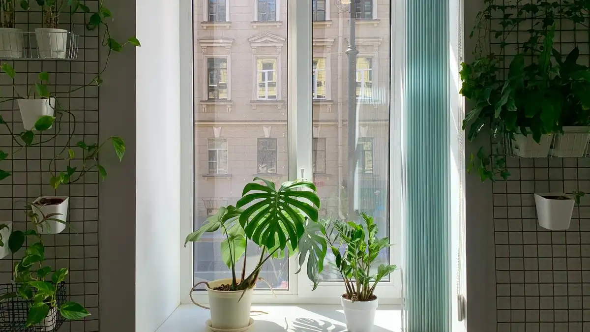 The Watering Mistake That Rots North Window Plants