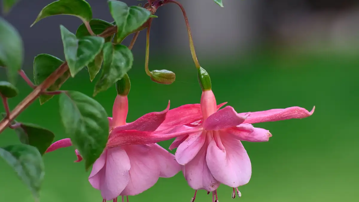 When to Repot a Christmas Cactus Without Losing Next Blooms