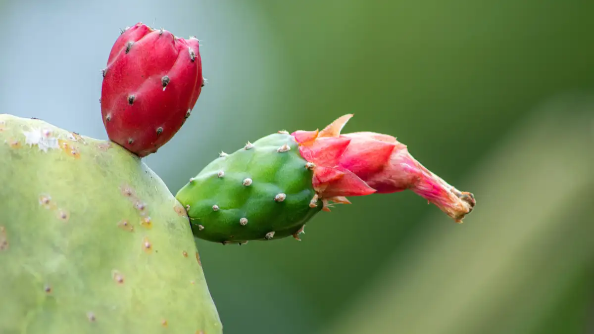 Why Do Christmas Cactus Buds Drop and Leaves Yellow?