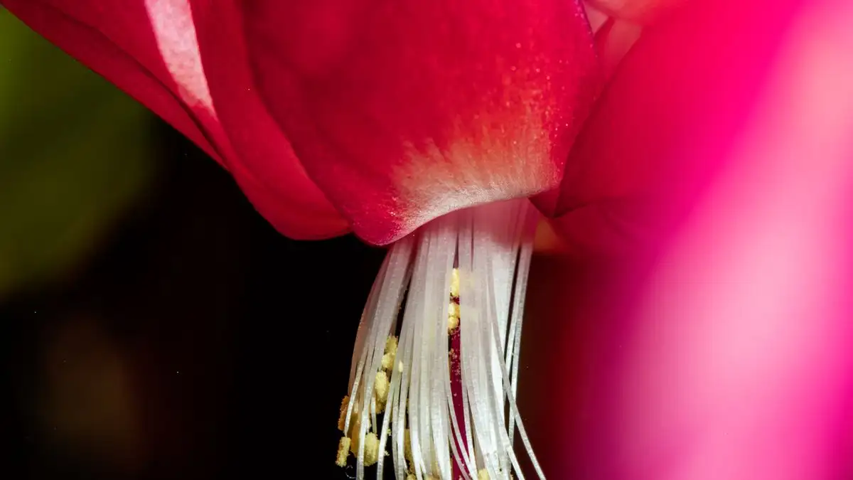 Why Your Christmas Cactus Isn't Thirsty in November