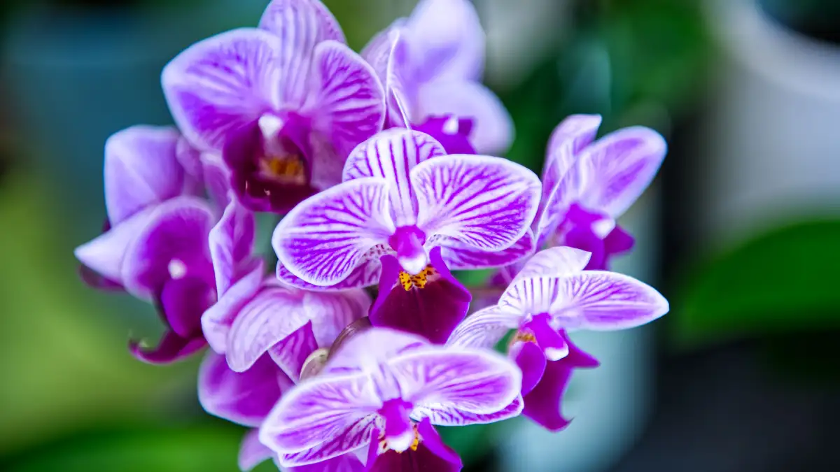 Why Ice Cubes Are Hurting Your Phalaenopsis Orchid