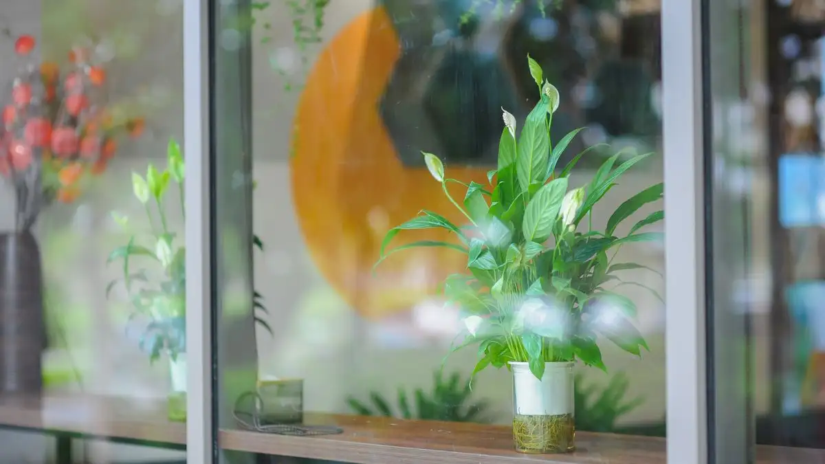 Why Your Peace Lily Has Brown Tips Even With Tap Water