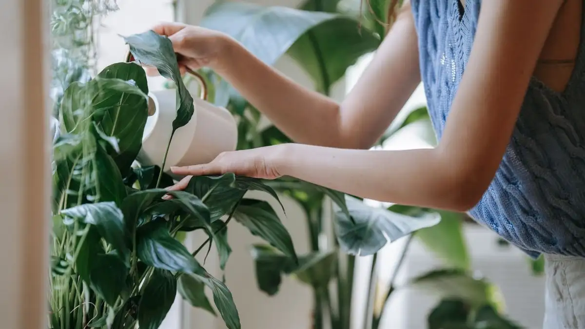 The Winter Tap Water Habit That Spots Your Plant Leaves
